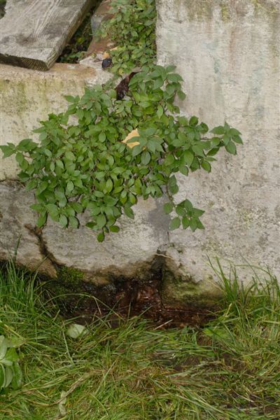 Deposizione S.pezzata in scolo di abbeveratoio!